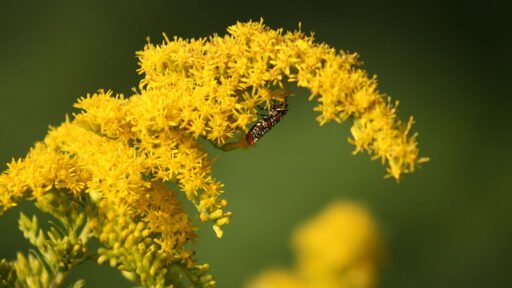 Goldenrod blooms arch through the garden as a small pollinating insect feeds among the bright yellow flowers, highlighting the ecological value of native plants.