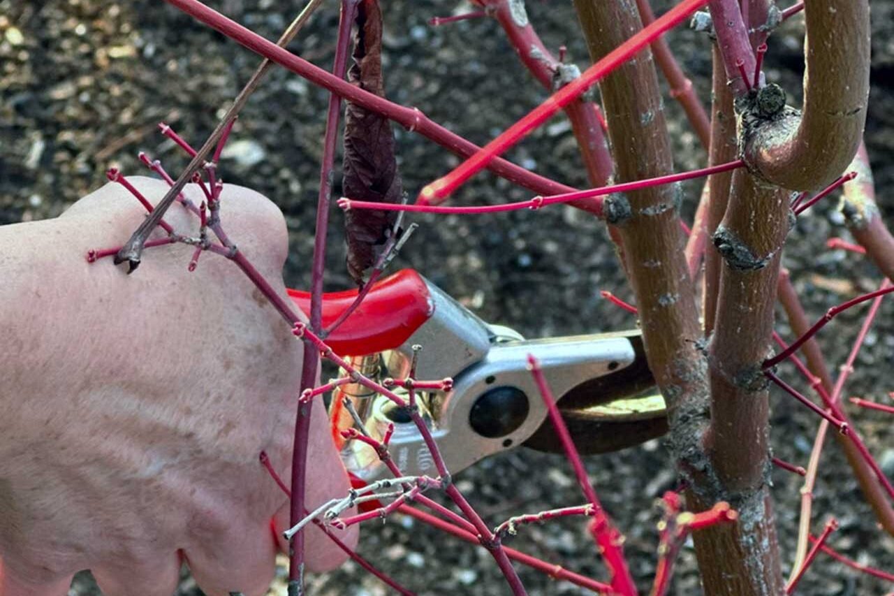 Winter pruning of dormant shrubs on a residential property, with selective cuts helping maintain plant structure and encourage healthy spring growth.