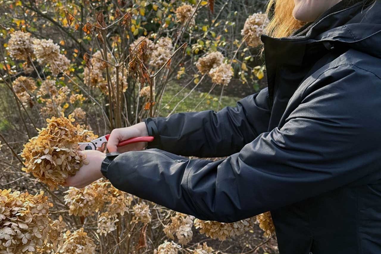 Winter pruning of dormant woody shrubs, with selective branch removal to improve structure and support healthy growth in spring.