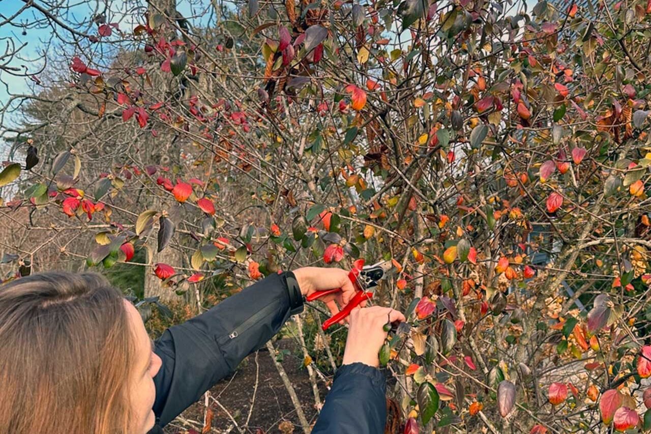 Winter pruning of dormant shrubs on a residential property, with selective branch removal helping maintain plant structure and encourage healthy spring growth.