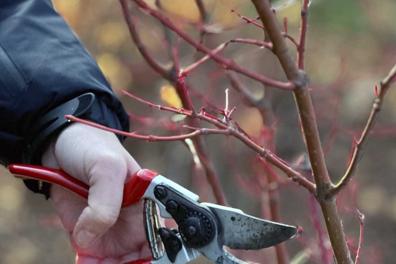 Close-up of winter pruning with hand pruners cutting small dormant branches to improve plant structure and encourage healthy spring growth.