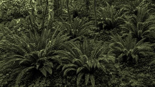 Weston, MA - A layered selection of native plants creates a lush, resilient New England garden.