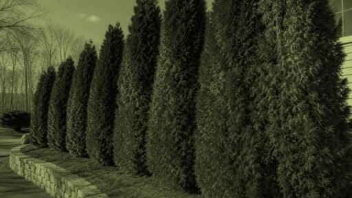 Wellesley, MA - Arborvitae with patchy brown foliage show signs of stress and declining health.