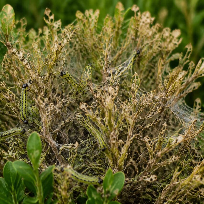 Acton, MA - Boxwood foliage showing damage from box tree moth feeding, with browned and thinning sections caused by caterpillar activity.
