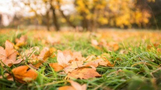 Shredded leaves spread across a garden bed create a natural mulch layer that helps enrich the soil, retain moisture, and protect plant roots.