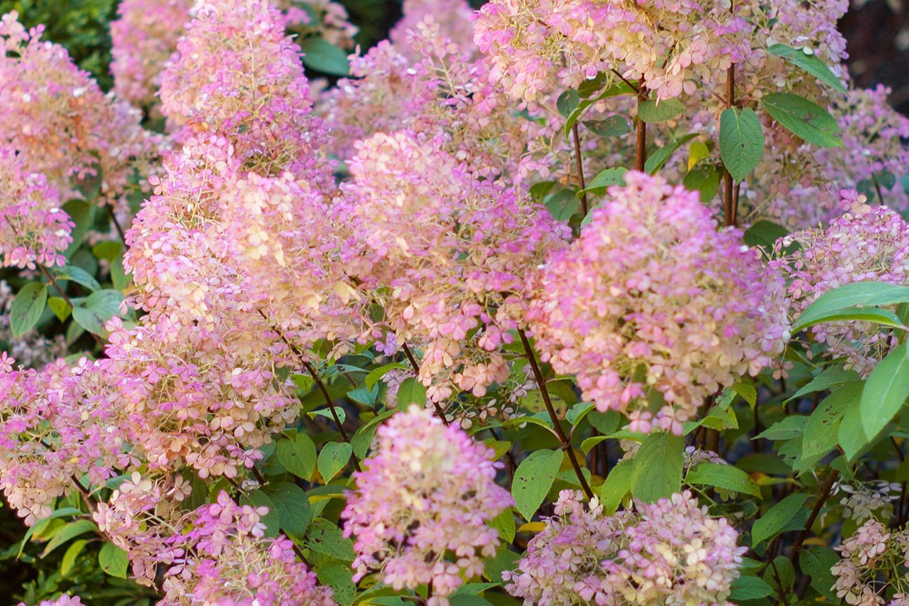 Hydrangea blooms mellow into muted pink, burgundy, and parchment tones, bringing soft, weathered color to the fall garden.
