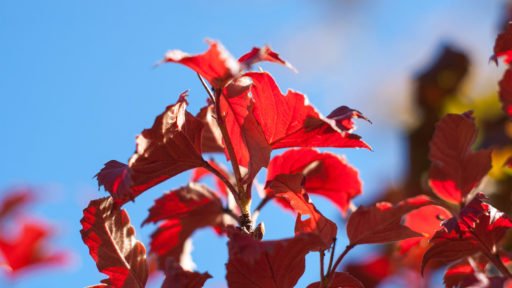 Viburnum glows with clusters of red berries and richly changing foliage, adding layered color and texture to the fall garden.
