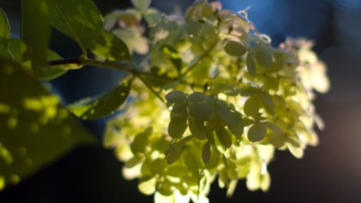 Three ornamental shrubs combine contrasting foliage, form, and seasonal interest to bring structure and variety to the garden.