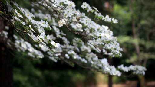 A flowering dogwood stretches across the garden in a cloud of crisp white blooms, bringing graceful structure and a luminous spring accent.