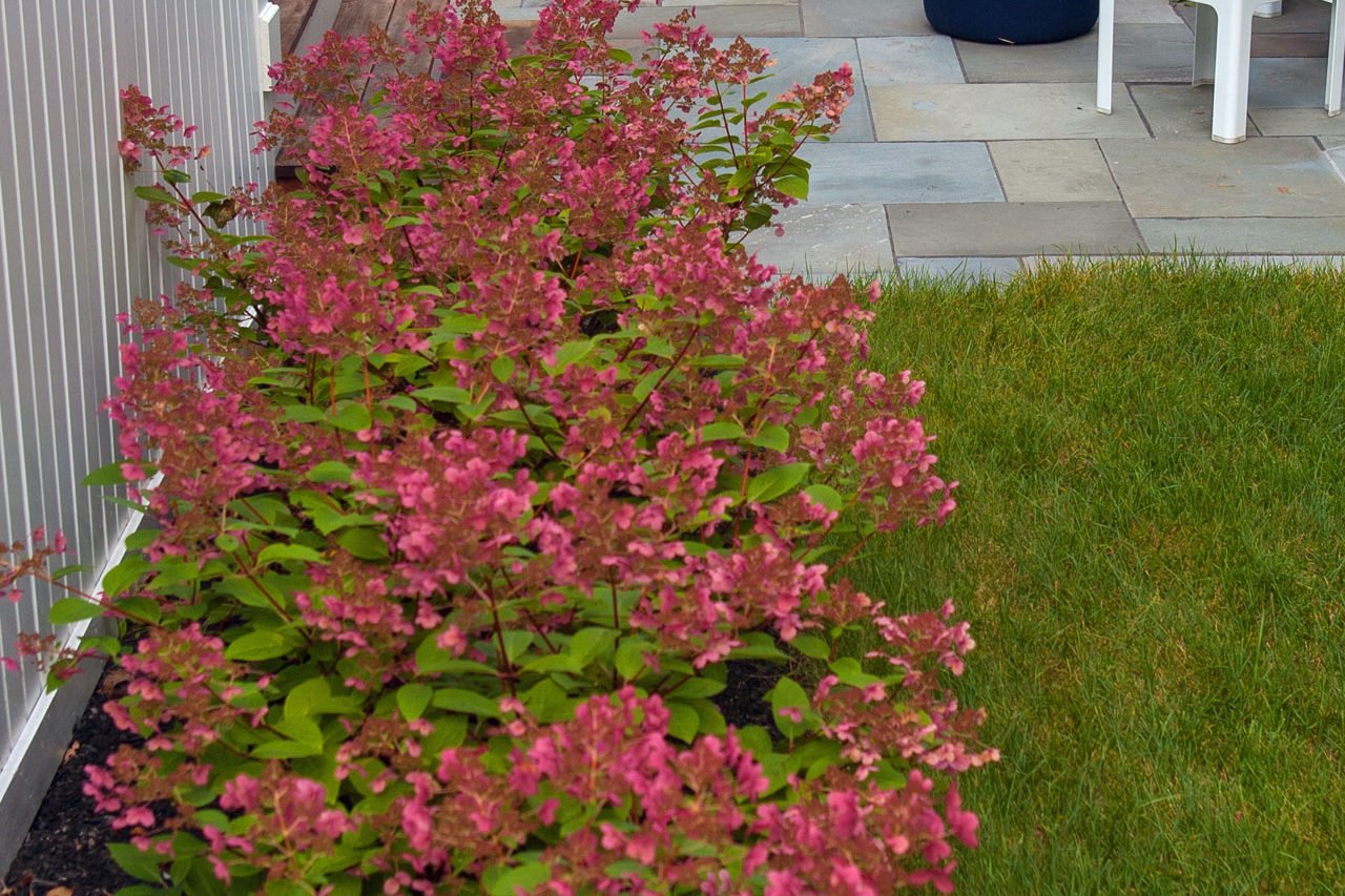 Dwarf varieties of shrubs like Hydrangea "Little Quick Fire" will fill out an area without becoming too large.