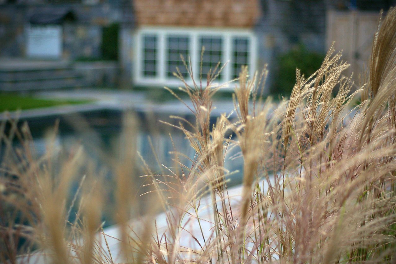 ornamental grasses near pool