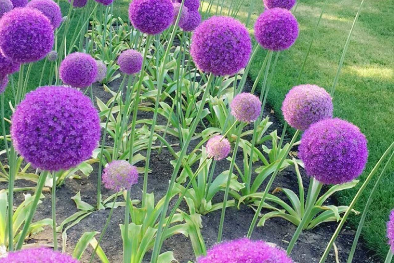 Whimsical allium says fun! Can give modern unique look to a garden.