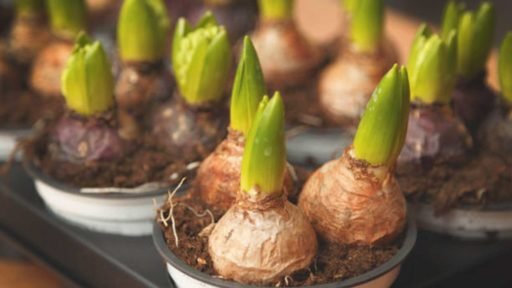 A colorful mix of spring-flowering bulbs creates a layered display of tulips and other blooms, showing how thoughtful bulb planning can extend seasonal color through the garden.