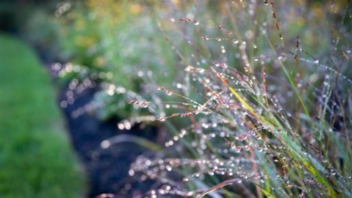 Dew-covered native grasses catch the morning light, bringing fine texture, movement, and easygoing structure to a low-care woodland garden.