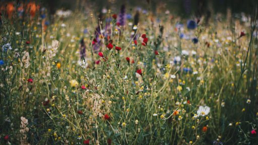 A diverse mix of colorful flowering plants creates a naturalistic pollinator garden, offering abundant forage and habitat for bees, butterflies, and other beneficial insects.