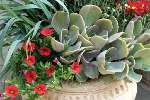 containers - succulent, chrysanthemum