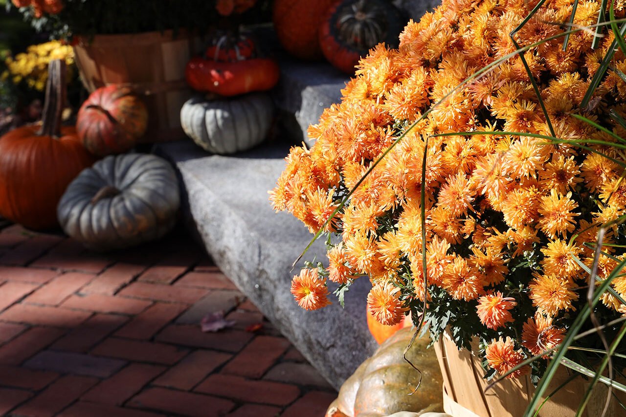 A fall mum planter along a brick walkway pairs heirloom pumpkins with layered color, guiding visitors while showcasing flexible seasonal planting options.