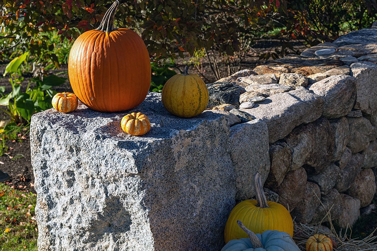 Pumpkins arranged along a fieldstone wall create a simple fall garden accent, adding color and texture without overwhelming the surrounding landscape.