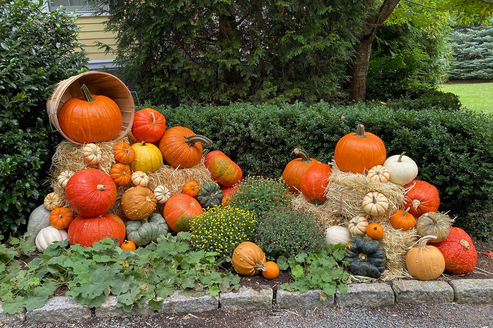 Weston, MA - Harvest border using hay bales and mixed gourds to soften a foundation bed, adding seasonal color and flexible fall charm that can scale from subtle accents to bold curb appeal.
