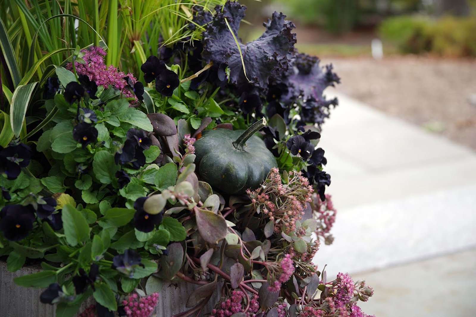 A mixed fall planter combines ornamental cabbage, pansies, and gourds, showcasing layered color and texture that can be refreshed or restyled to match each client’s taste.