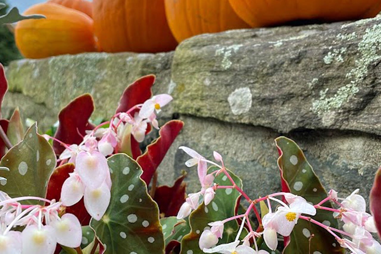 A row of pumpkins placed atop a stone wall adds a simple yet eye-catching seasonal accent that complements the surrounding garden.