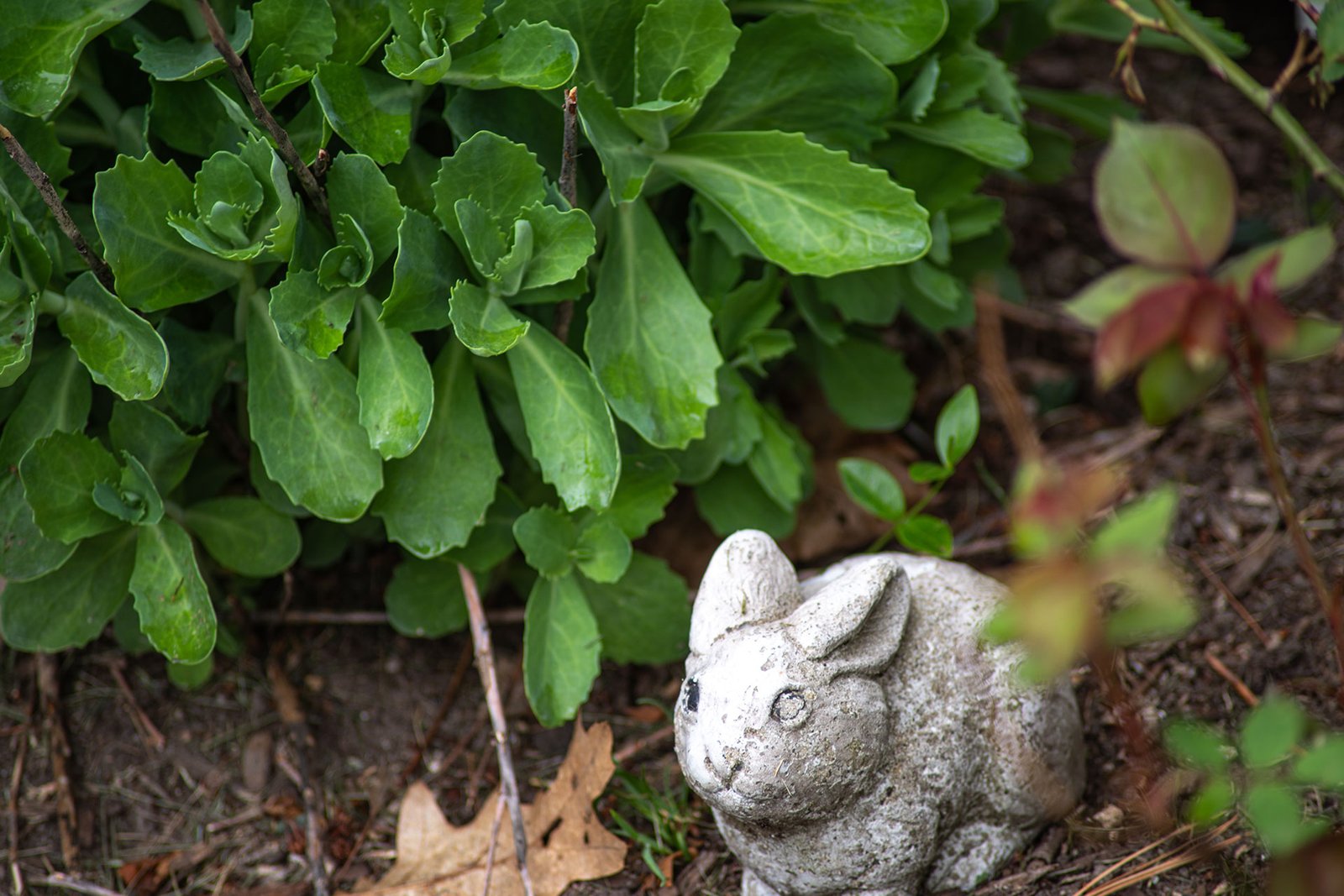 Stone rabbit garden ornament tucked into a shaded planting bed surrounded by ferns and lush woodland foliage.