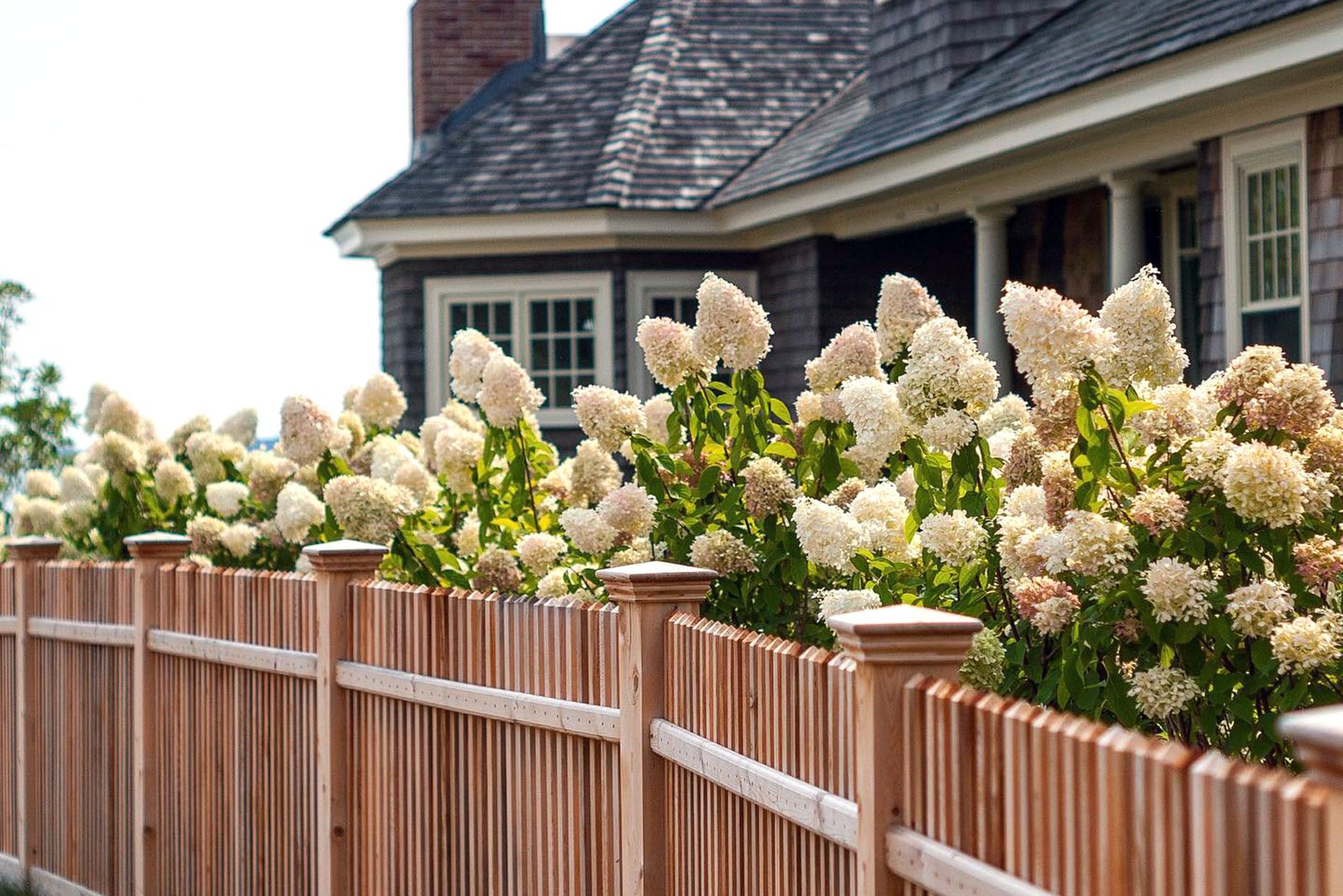 Cedar fencing in Duxbury, MA paired with hydrangeas offers privacy while softening property lines with seasonal color and texture.