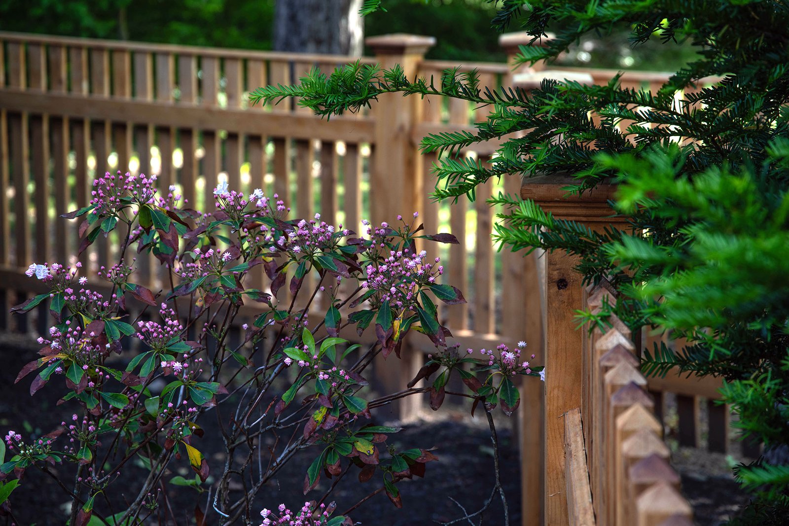 Cedar fencing borders this Newton shade garden, offering subtle separation while keeping plantings as the focal point.