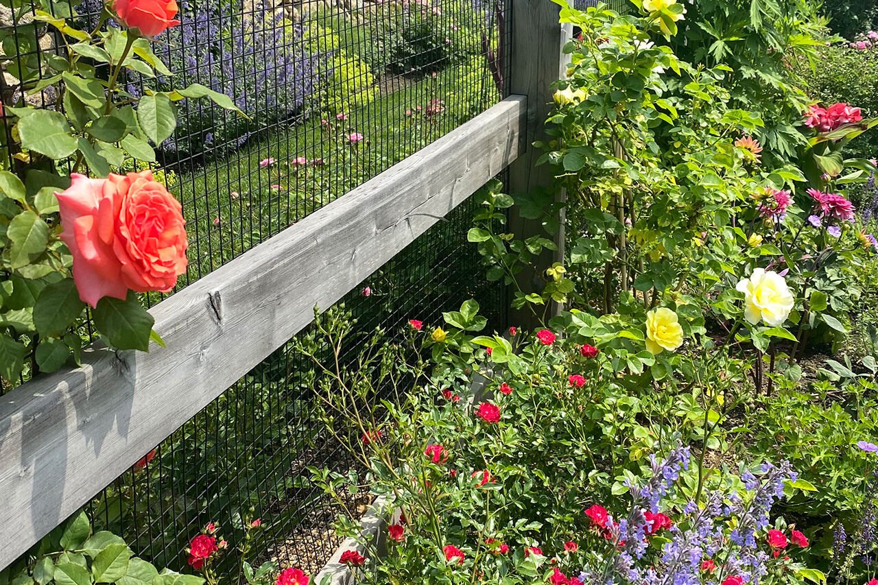 Weathered wood and wire fencing in Weston protects perennial beds while preserving the relaxed, open feel of the garden.