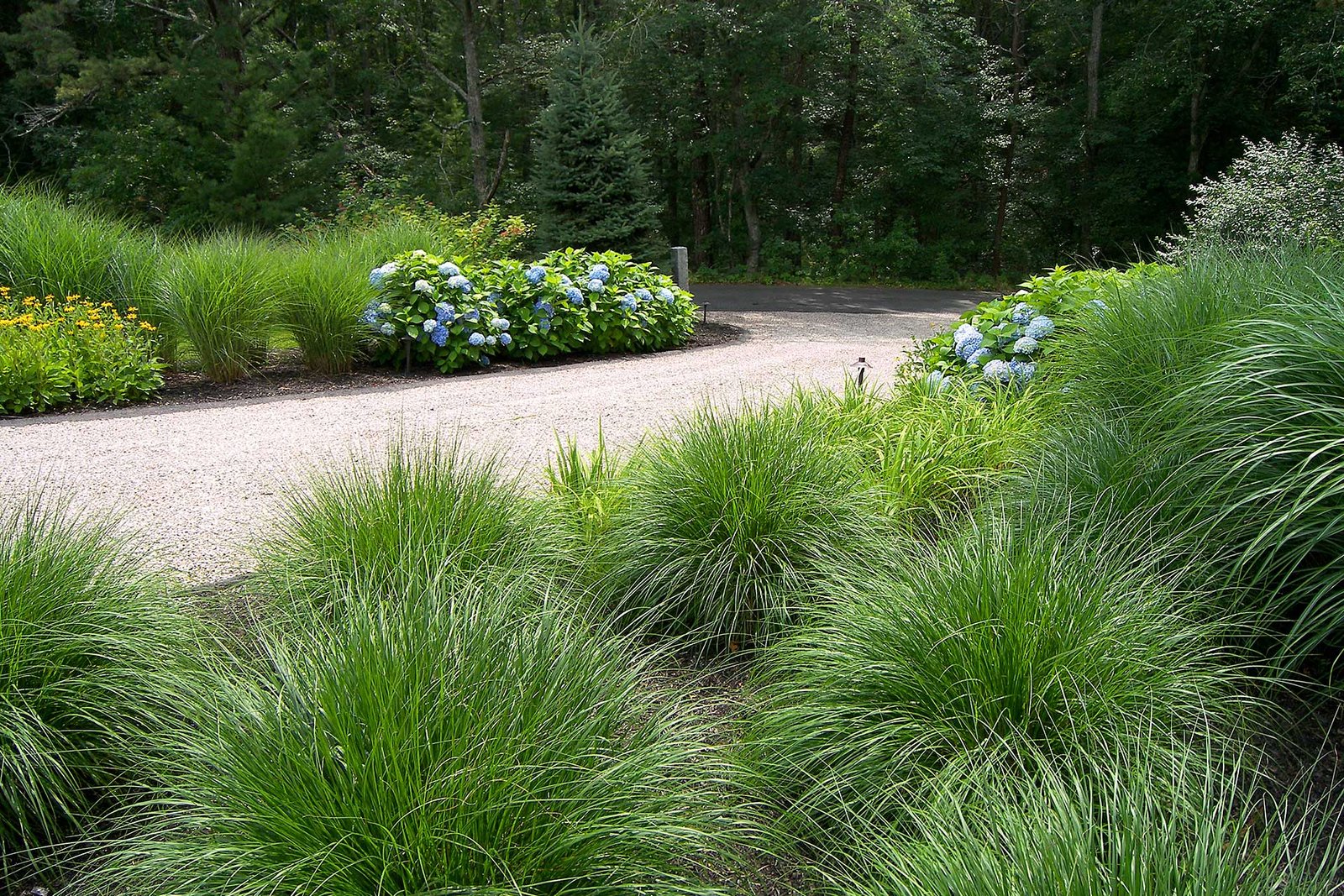 Fountain grass borders this backyard in Needham, creating a soft visual edge, improving circulation, and adding motion that makes the space feel relaxed yet intentional.