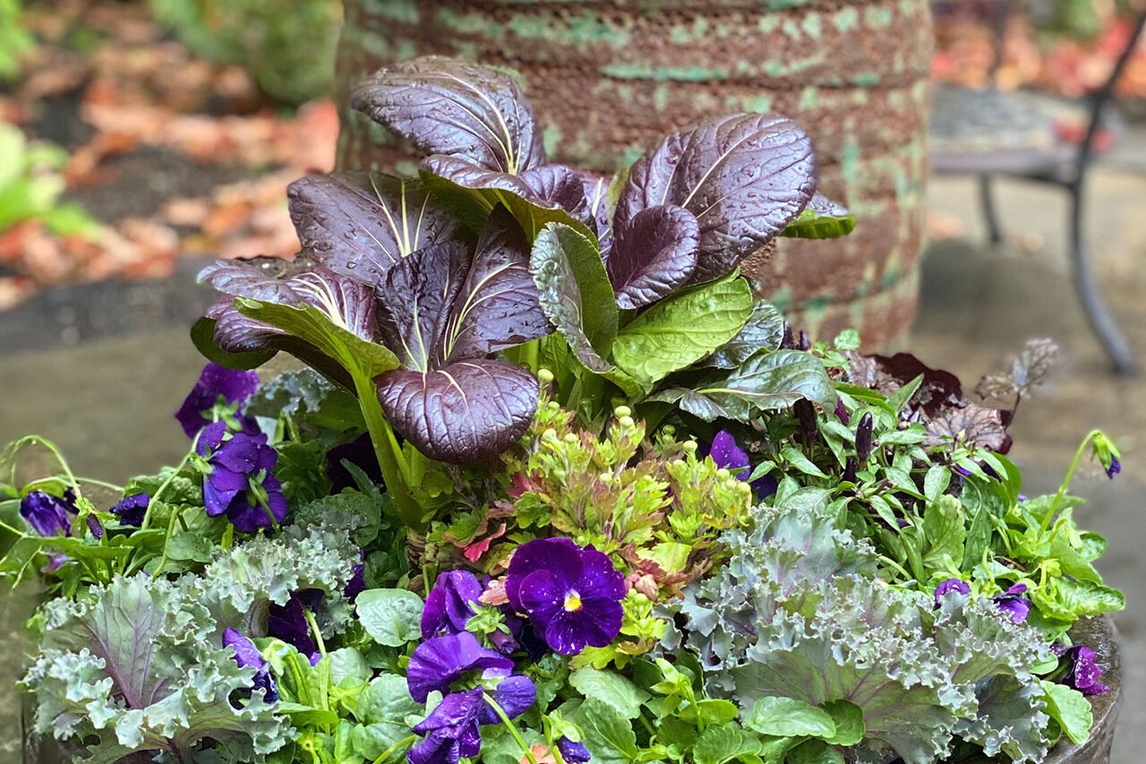 A hammered metal bowl features layered pansies and ornamental kale, combining texture and contrast in a spring-ready container.