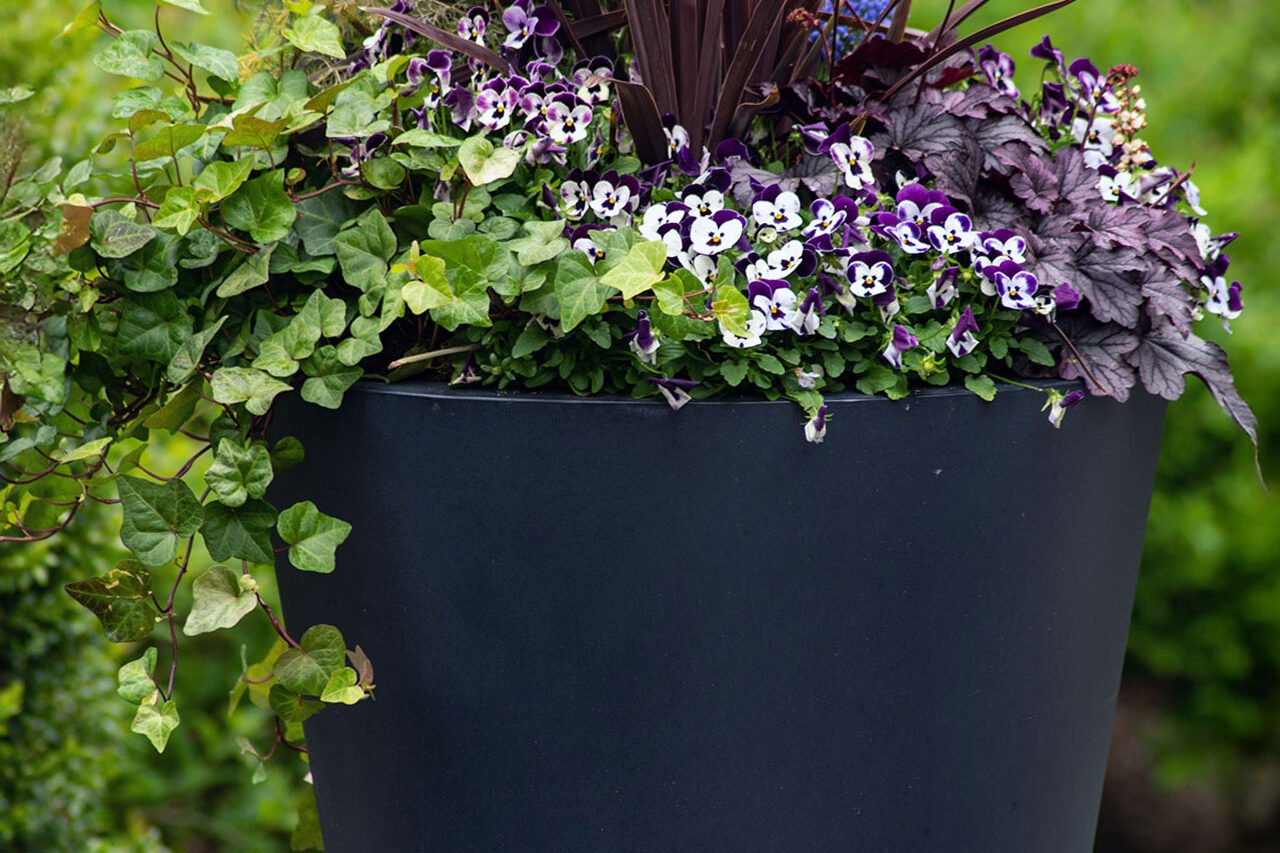 A modern tapered black planter features mixed foliage and pansies, delivering a fresh spring look suited to contemporary entries.