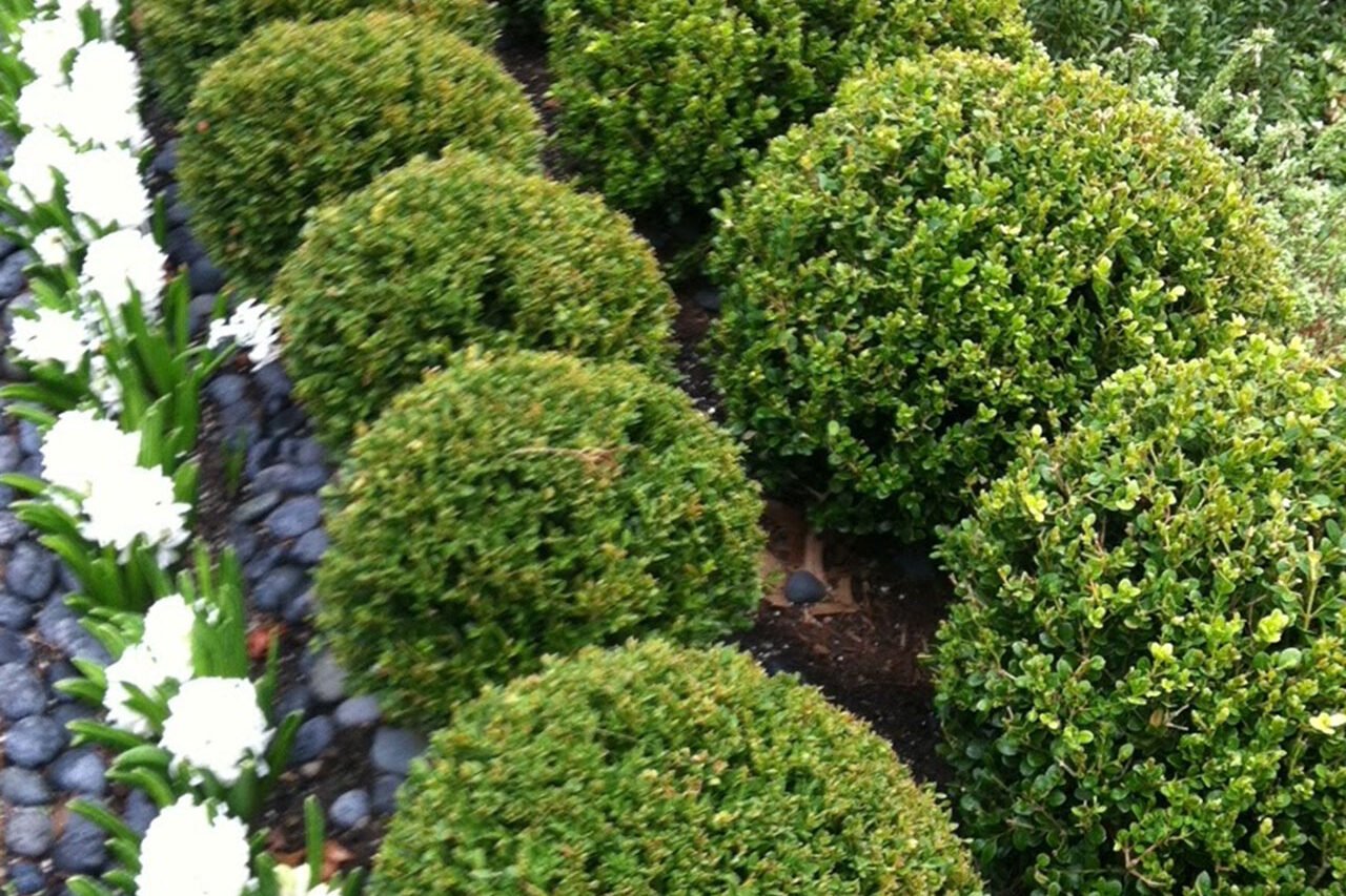 Clipped boxwood terraces this sloped pond edge, stabilizing grades while adding structure and rhythm that complements the water feature.