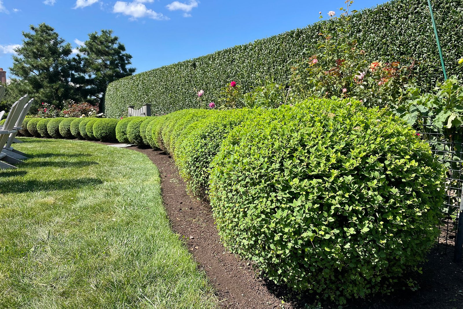 Wellesley, MA - curved boxwood hedge defines the lawn edge, offering evergreen privacy and a refined transition between open space and planting.