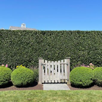 A formal privacy hedge forms a living green wall at the garden gate, creating enclosure, screening, and a clear transition between outdoor rooms.