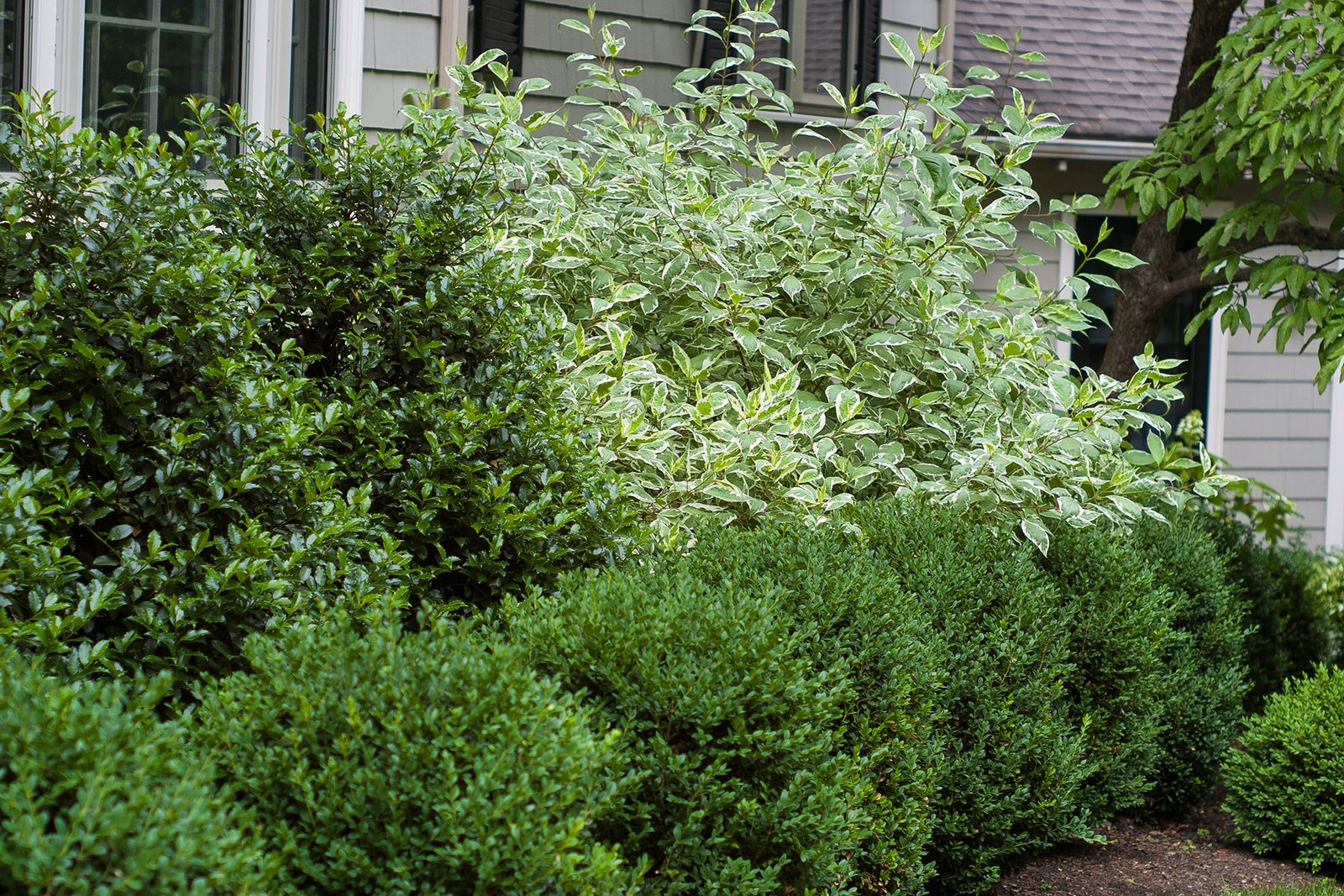 Layered evergreen foundation plantings create a rich green backdrop, adding texture, depth, and reliable structure that anchors the home within the landscape.