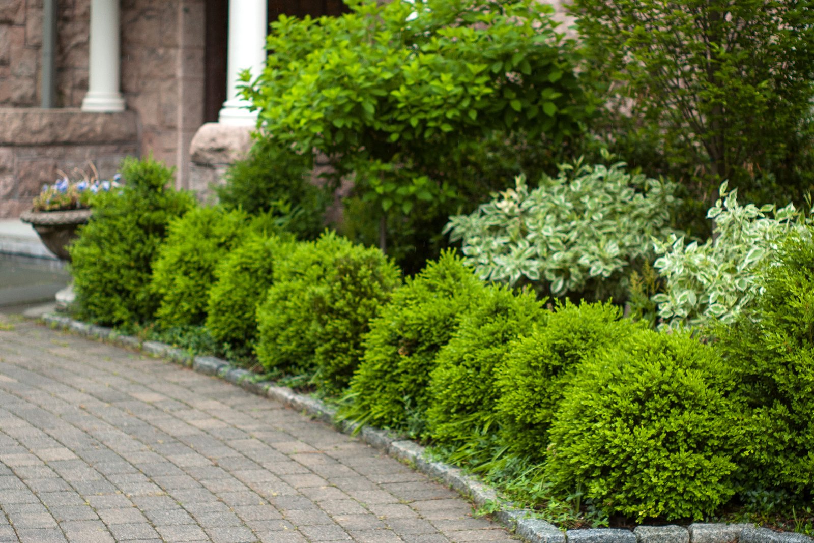 Neatly clipped boxwood borders define this drive court, adding clean lines, evergreen structure, and a clear edge that enhances circulation and curb appeal.