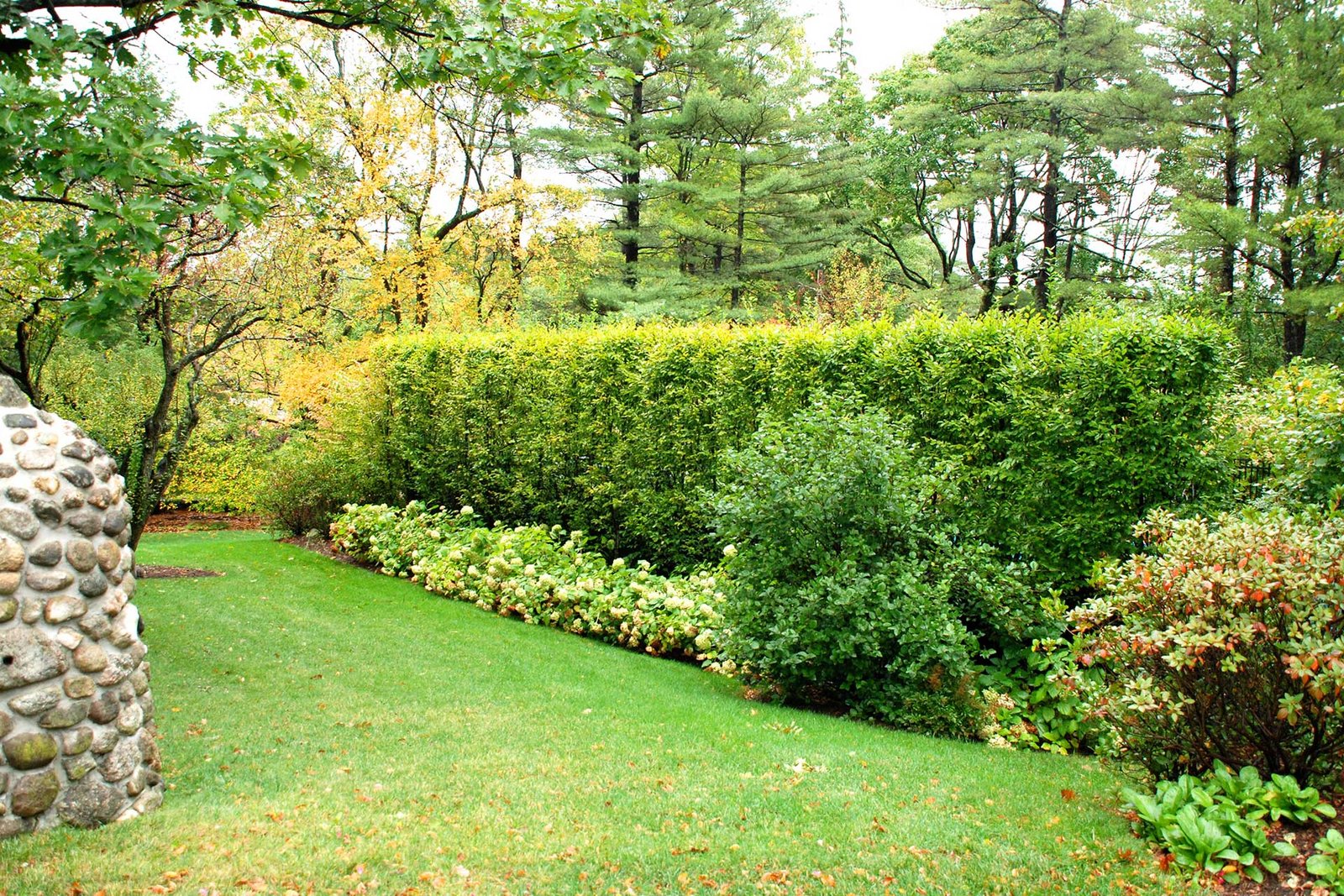 A tall evergreen privacy hedge creates a dense green screen along the lawn edge, offering seclusion, wind protection, and consistent color across all seasons.