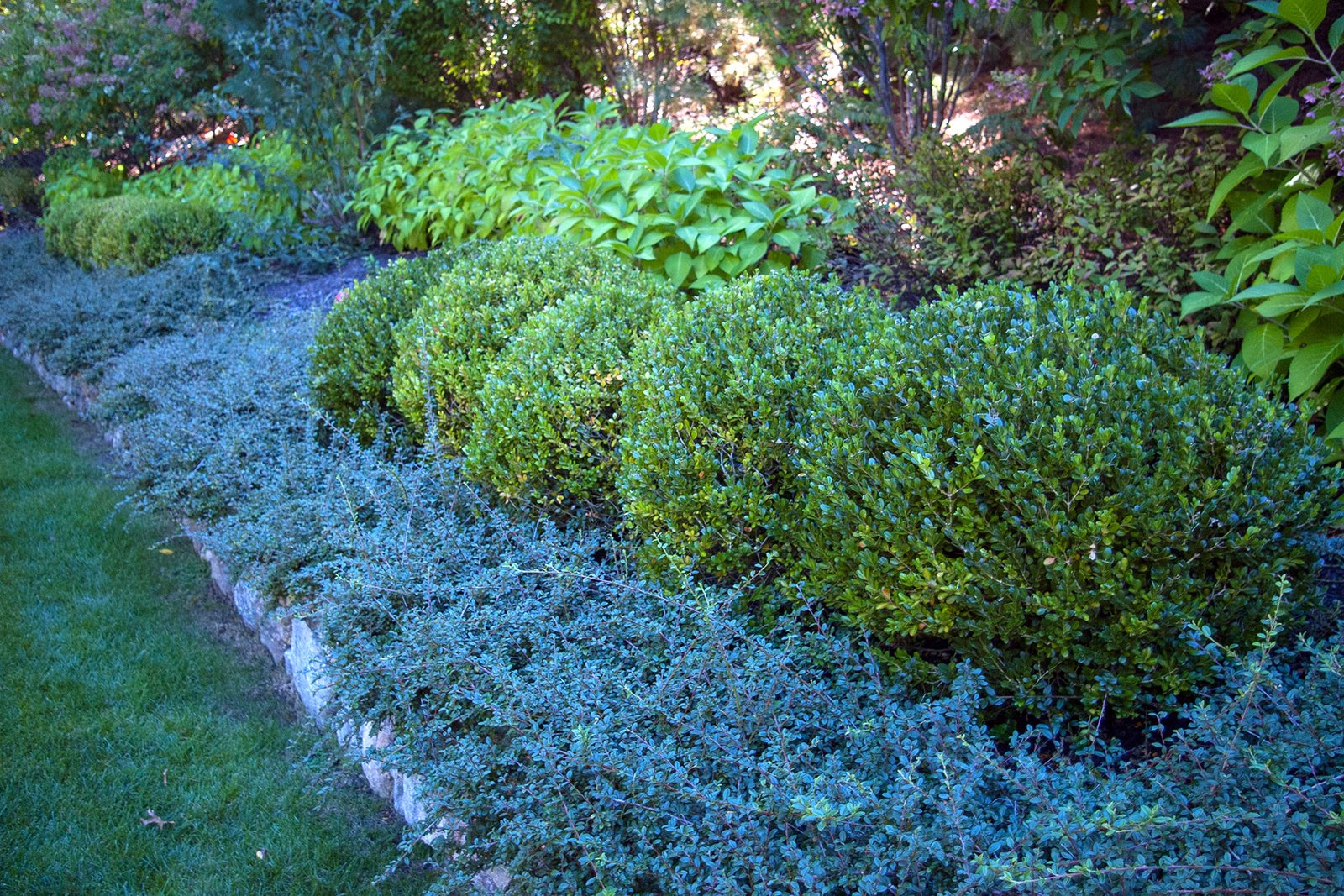 Tiered boxwood plantings follow the retaining edge, pairing crisp form with low groundcover to stabilize slopes, soften stonework, and maintain visual order year-round.