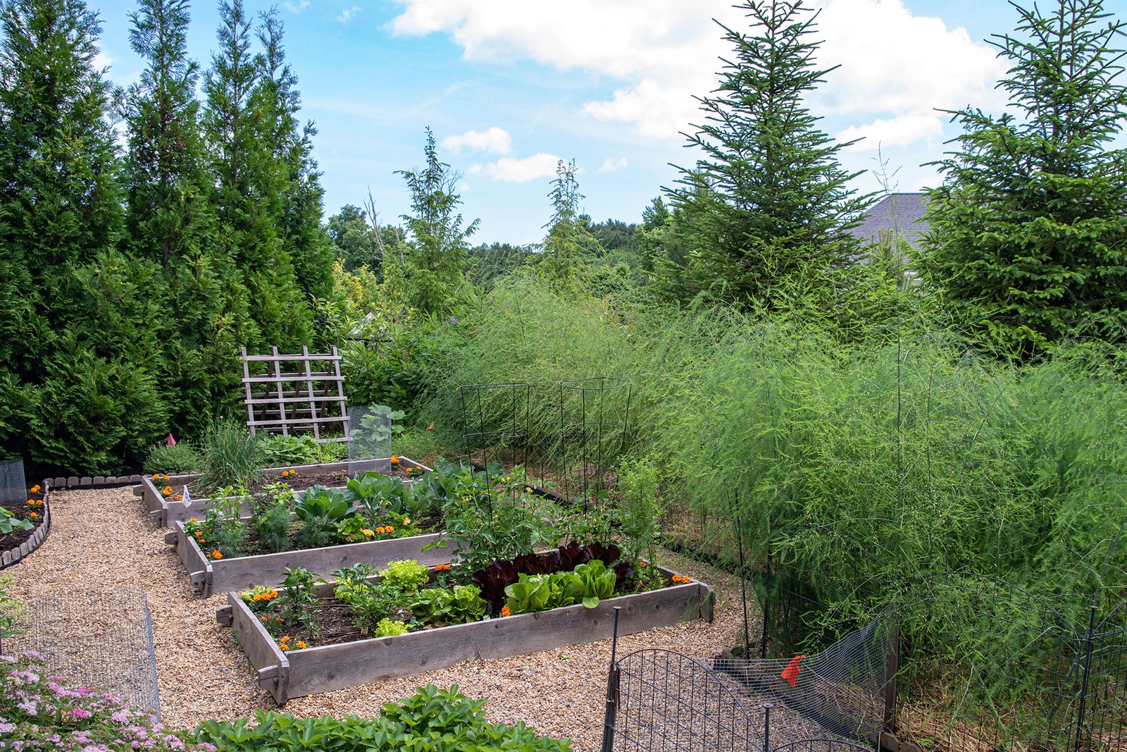 Asparagus beds with screening and gravel paths support long-term perennial crops suited to New England growing conditions.