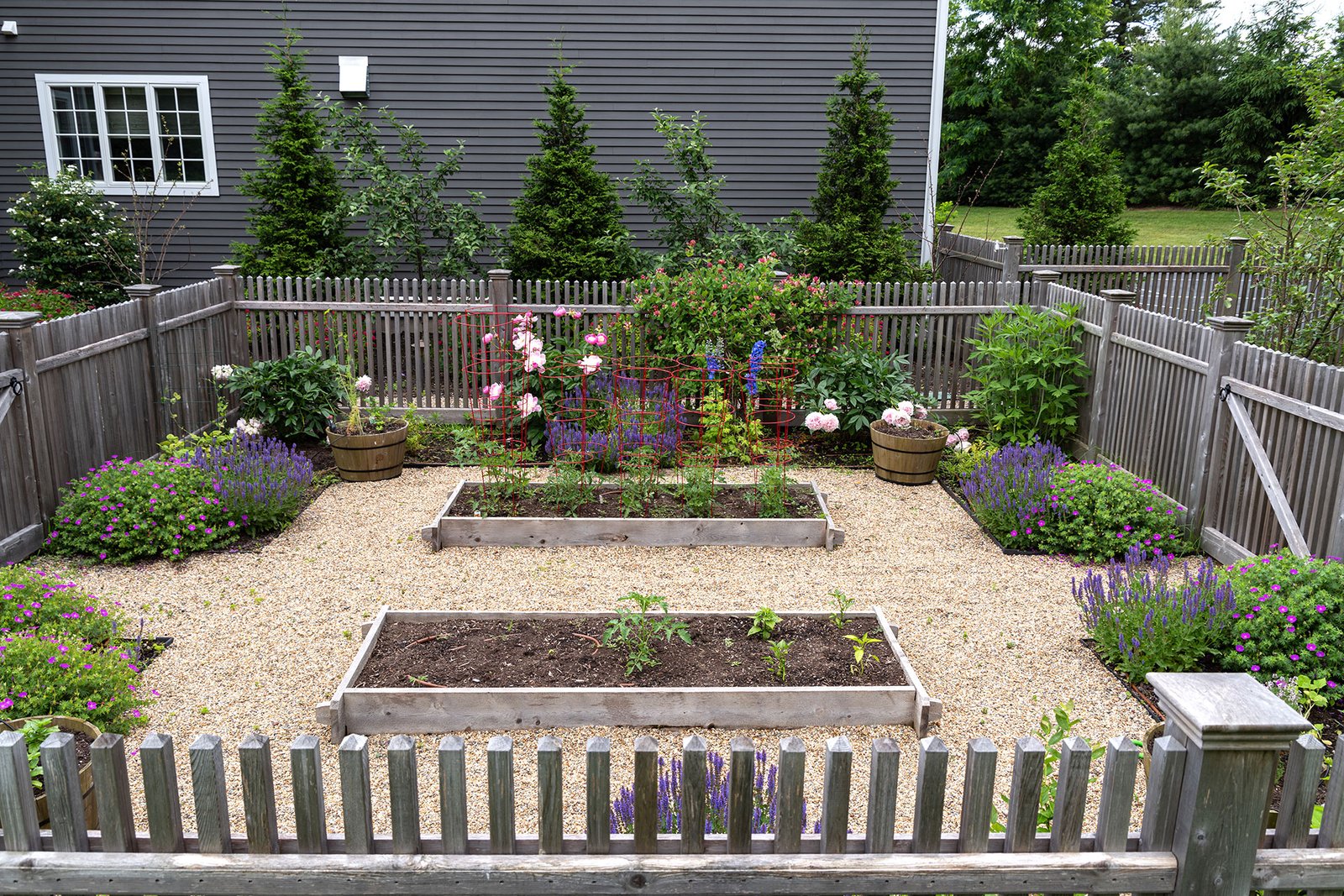 Fenced raised beds and gravel paths protect vegetables from deer while creating an organized, durable garden layout.
