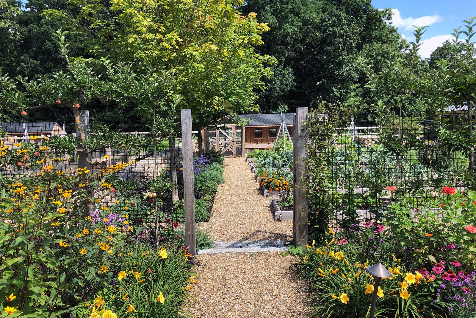 Gravel walkways between raised beds improve drainage and accessibility during wet New England growing seasons.