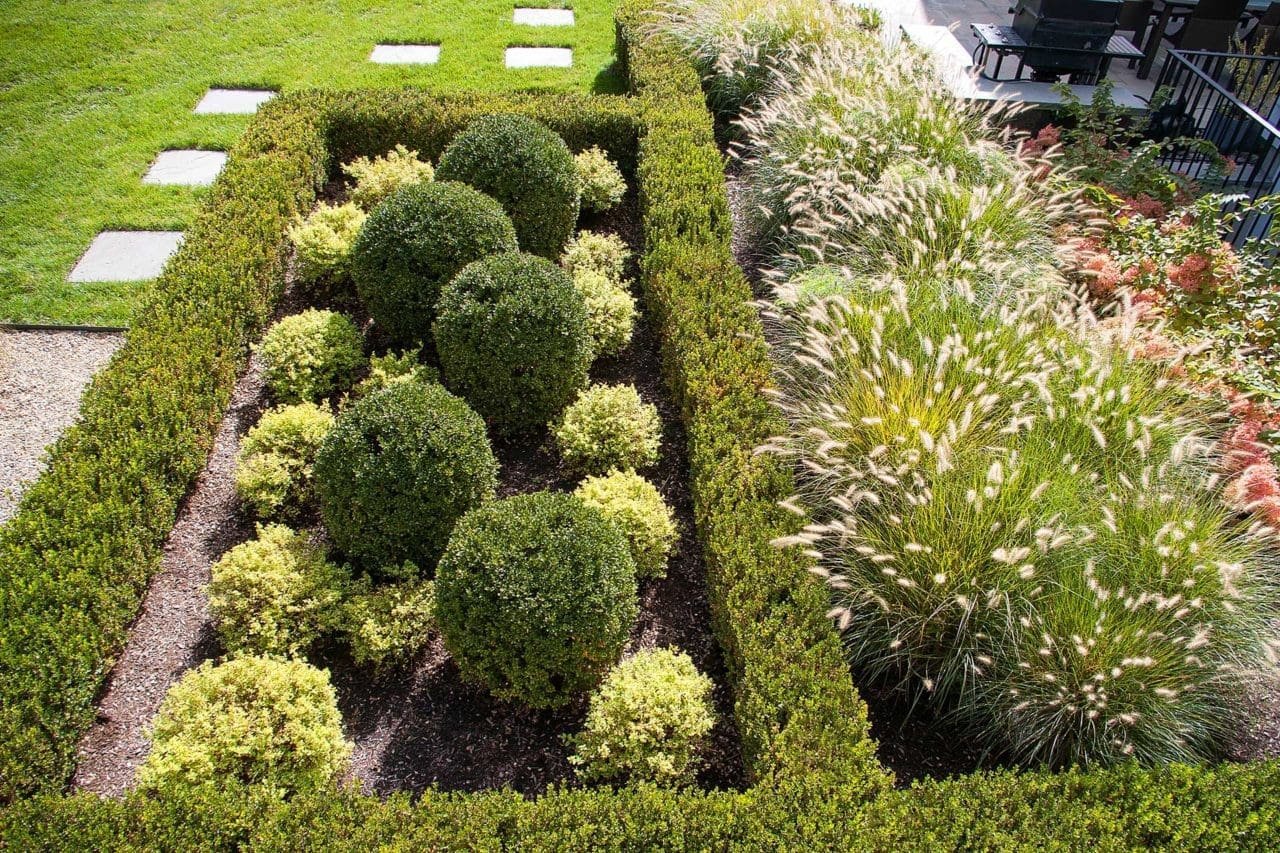 Weston, MA - The plumes of ornamental grasses give late summer interest and compliment the hyndrangea turning pink.
