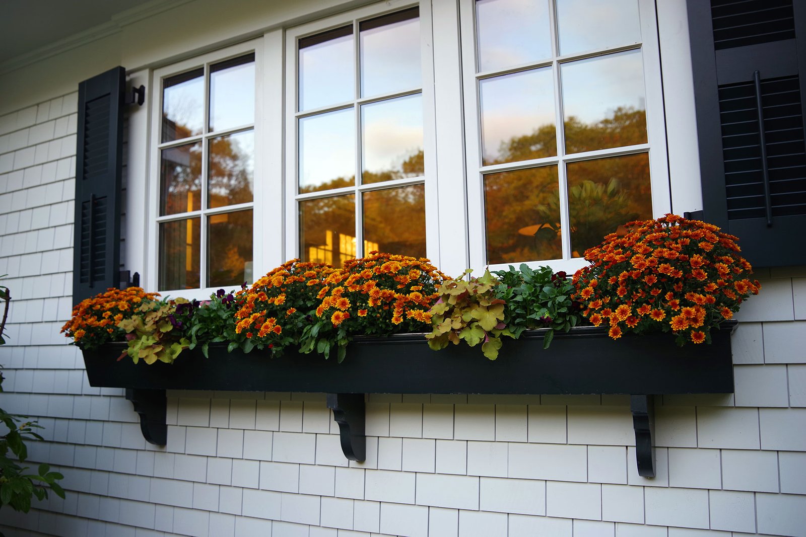 Black metal window box with orange fall chrysanthemums and mixed foliage, adding seasonal color and curb appeal to a classic Wellesley, MA home.