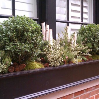 Dark wood window box featuring boxwood spheres, birch logs, pine cones, and evergreen textures, creating a polished winter display in Brookline, MA.
