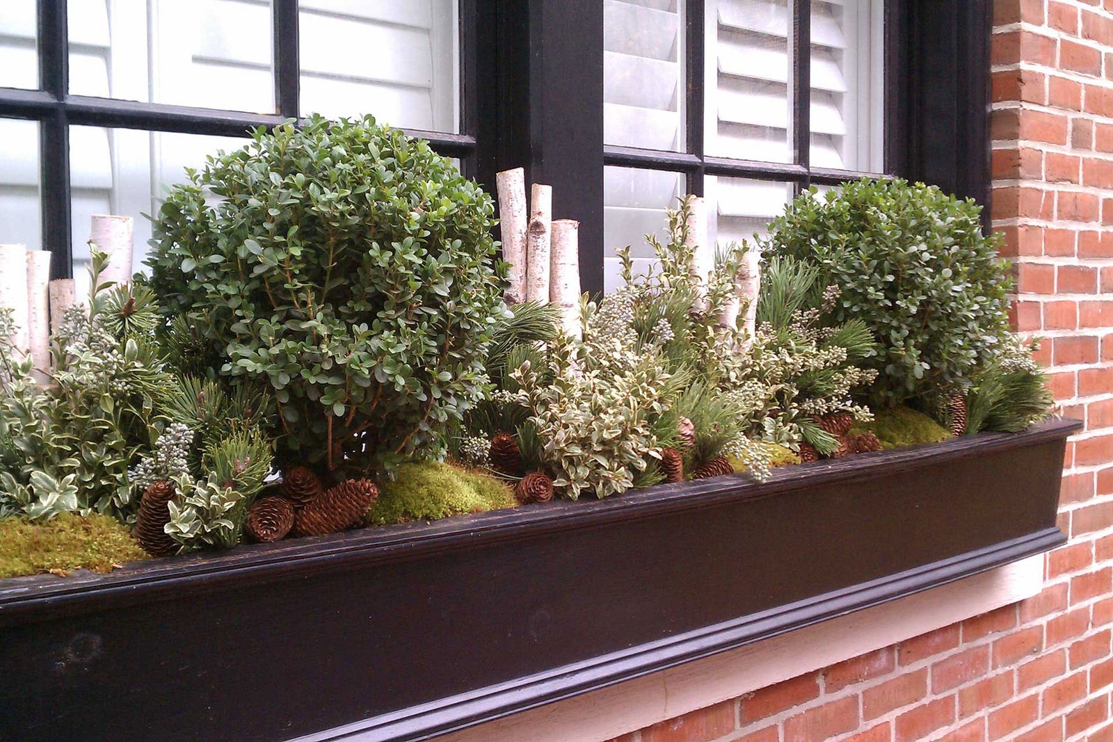 Dark wood window box featuring boxwood spheres, birch logs, pine cones, and evergreen textures, creating a polished winter display in Brookline, MA.