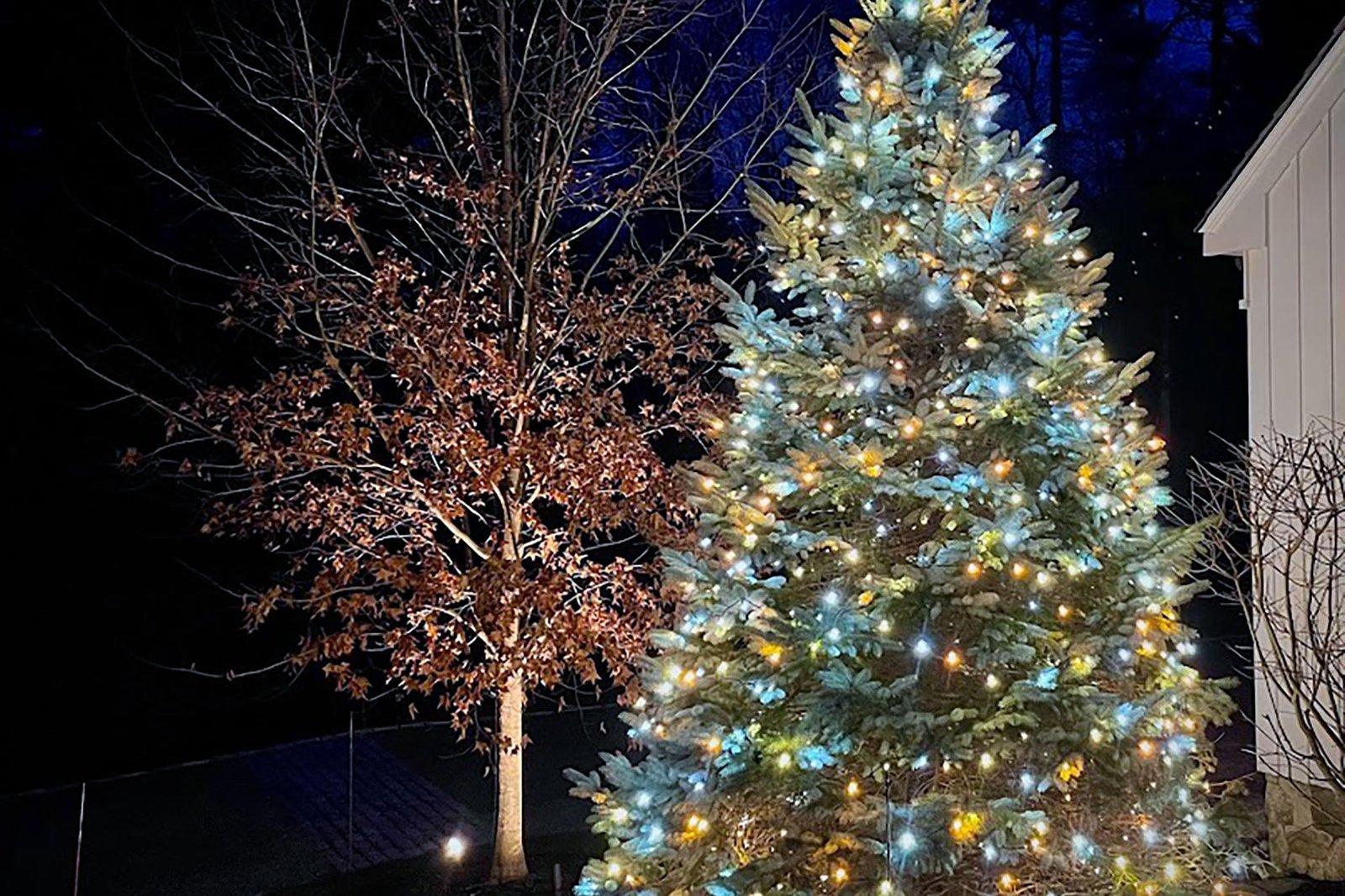 A blue spruce glows with warm LED lights in a Boston landscape, creating a striking winter focal point after dark.