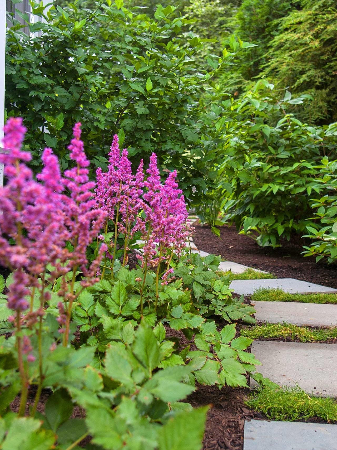 Wellesley, MA - Astilbe at peak bloom time lines the path with these bluestone steppers.